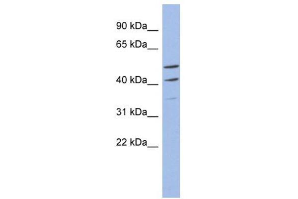 Myb-Related Transcription Factor, Partner of Profilin (MYPOP) (C-Term) antibody
