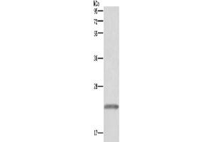 Western Blotting (WB) image for anti-Growth Hormone 1 (GH1) antibody (ABIN2433074) (Growth Hormone 1 anticorps)