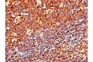 Immunohistochemistry of paraffin-embedded human tonsil tissue using ABIN7145141 at dilution of 1:100