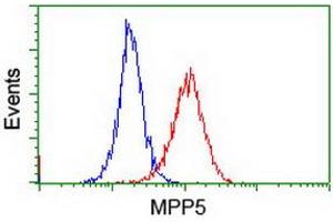 Image no. 3 for anti-Membrane Protein, Palmitoylated 5 (MAGUK P55 Subfamily Member 5) (MPP5) antibody (ABIN1500023) (MPP5 anticorps)