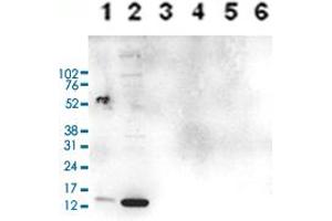 Western Blot analysis of (1) 25 ug whole cell extracts of Hela cells, (2) 15 ug histone extracts of Hela cells, (3) 1 ug of recombinant histone H2A, (4) 1 ug of recombinant histone H2B, (5) 1 ug of recombinant histone H3, (6) 1 ug of recombinant histone H4. (HIST1H3A anticorps  (2meArg17 (asymetric), acLys18))