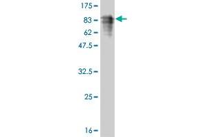 Western Blot detection against Immunogen (81.