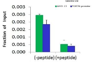 Chromatin Immunoprecipitation (ChIP) Using CTCF antibody - N-terminal region  and HCT116 Cells
