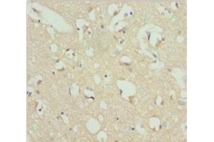 Immunohistochemistry of paraffin-embedded human brain tissue using ABIN7167437 at dilution of 1:100 (Receptor Accessory Protein 1 anticorps  (AA 101-201))