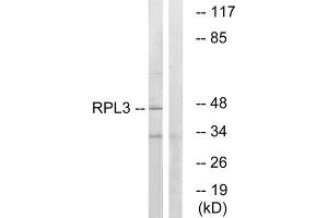 Western Blotting (WB) image for anti-Ribosomal Protein L3 (RPL3) (Internal Region) antibody (ABIN1850627) (RPL3 anticorps  (Internal Region))