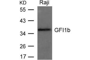 Western blot analysis of extracts from Raji cells using GFI1b Antibody. (GFI1B anticorps)
