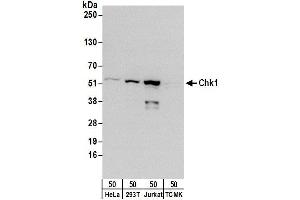 Western Blotting (WB) image for anti-Checkpoint Kinase 1 (CHEK1) (AA 250-300) antibody (ABIN7453553)