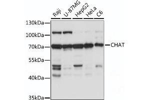 Western blot analysis of extracts of various cell line, using CHAT antibody (ABIN7266344) at 1:1000 dilution. (Choline Acetyltransferase anticorps  (AA 331-630))