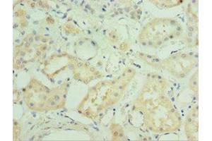 Immunohistochemistry of paraffin-embedded human kidney tissue using ABIN7160003 at dilution of 1:100