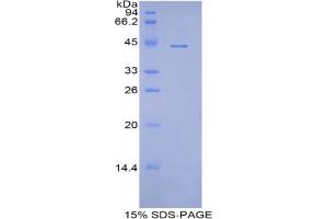 SDS-PAGE analysis of Pig Apolipoprotein A4 Protein. (APOA4 Protéine)
