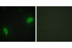 Peptide - +Immunofluorescence analysis of HepG2 cells, using DOK7 antibody. (DOK7 anticorps  (N-Term))
