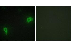 Peptide - +Immunofluorescence analysis of HepG2 cells, using DOK7 antibody.