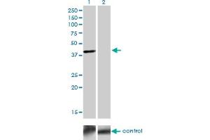 Western blot analysis of TFAP4 over-expressed 293 cell line, cotransfected with TFAP4 Validated Chimera RNAi (Lane 2) or non-transfected control (Lane 1). (TFAP4 anticorps  (AA 93-192))