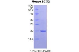 SDS-PAGE analysis of Mouse Secretogranin II Protein. (SCG2 Protéine)