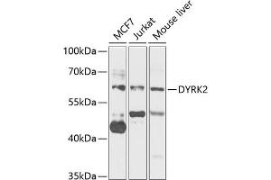 Western blot analysis of extracts of various cell lines, using DYRK2 antibody (ABIN6130879, ABIN6139897, ABIN6139898 and ABIN6222785) at 1:1000 dilution.