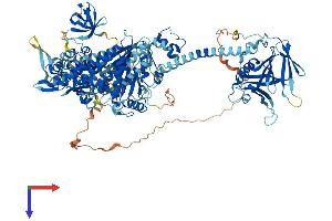 AlphaFold protein structure predicition of Human Recombinant MYO1F Protein, UniprotID O00160