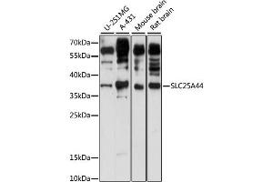 Western blot analysis of extracts of various cell lines, using SLC25 antibody (ABIN7270439) at 1:1000 dilution. (SLC25A44 anticorps  (AA 90-190))