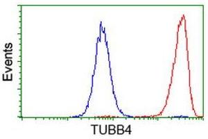 Flow cytometric Analysis of Hela cells, using anti-TUBB4 antibody (ABIN2454728), (Red), compared to a nonspecific negative control antibody, (Blue). (TUBB4 anticorps)