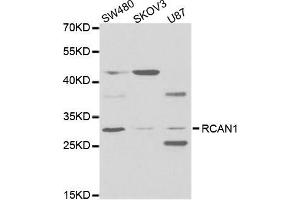 Western blot analysis of extracts of various cell lines, using RCAN1 antibody (ABIN5973067) at 1/1000 dilution.