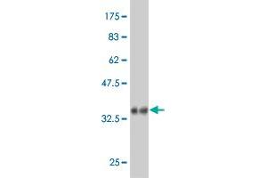 Western Blot detection against Immunogen (36.