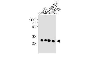BCL2L1 Antibody (ABIN1882212 and ABIN2843472) western blot analysis in HepG2,MDA-MB-231,mouse NIH/3T3 and rat PC-12 cell line lysates (35 μg/lane). (BCL2L1 anticorps)