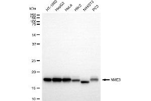 anti-NME/NM23 Nucleoside Diphosphate Kinase 3 (NME3) antibody