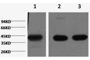 Western Blot analysis of 1) Hela, 2) Mouse brain, 3) Rat brain using ACTA1 Monoclonal Antibody at dilution of 1:1000. (Actin anticorps)