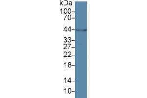 Western Blot; Sample: Porcine Heart lysate; Primary Ab: 2µg/ml Rabbit Anti-Human ANKRD1 Antibody Second Ab: 0.