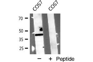 Western blot analysis of CLTR1 expression in COS7 cells (CysLTR1 anticorps)