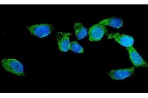 IF analysis of AGFG1 using anti-AGFG1 antibody (ABIN3043530). (AGFG1 anticorps  (N-Term))