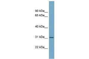 WB Suggested Anti-FGL1 Antibody Titration:  0. (FGL1 anticorps  (Middle Region))