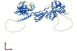 AlphaFold protein structure predicition of Mouse Recombinant Rhobtb2 Protein, UniprotID Q91V93