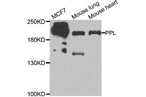 Western blot analysis of extracts of various cell lines, using PPL antibody. (PPL anticorps)