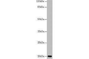 Western blot All lanes: CETN3 antibody at 1. (CETN3 anticorps  (AA 1-167))