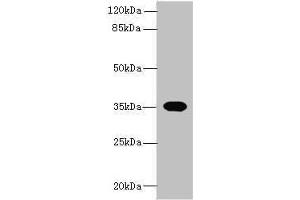 Western blot All lanes: OR2H1 antibody at 0. (OR2H1 anticorps  (AA 157-193))