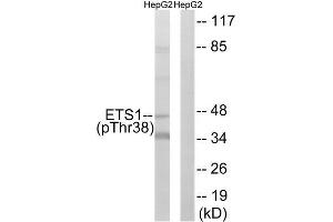 Western Blotting (WB) image for anti-V-Ets erythroblastosis Virus E26 Oncogene Homolog 1 (Avian) (ETS1) (pThr38) antibody (ABIN1847274) (ETS1 anticorps  (pThr38))