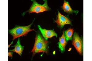 Rat 3T3 cells stained with ABIN1580416 (green) and counterstained with ’s chicken polyclonal antibody to vimentin CPCA-Vim (red) and DNA (blue).