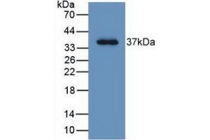 Western Blot; Sample: Recombinant LRG1, Human. (LRG1 anticorps  (AA 37-340))