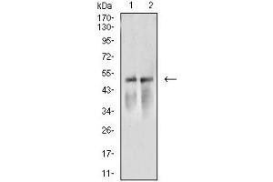 Western blot analysis using ACTR3 mouse mAb against NIH/3T3 (1) and A549 (2) cell lysate. (ACTR3 anticorps  (AA 287-418))