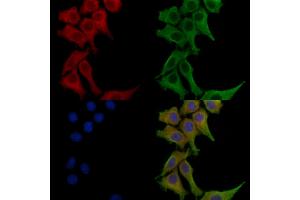 ABIN6260744 and ABIN6272626 staining HepG2 cells by IF/ICC. (CEACAM8 anticorps  (N-Term))