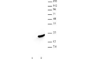 Histone H3S10ph antibody (mAb) (Clone 6G8B7) tested by Western blot. (Histone 3 anticorps  (pSer10))