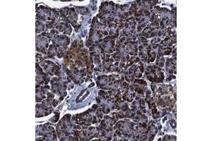 Immunohistochemical staining of human pancreas with FKBP9 polyclonal antibody  shows strong cytoplasmic positivity in exocrine glandular cells at 1:50-1:200 dilution. (FKBP9 anticorps)