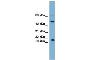 WB Suggested Anti-INSL5 Antibody Titration: 0. (INSL5 anticorps  (Middle Region))
