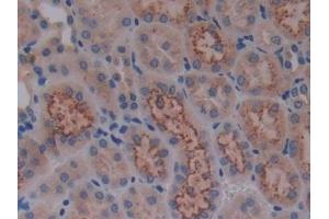 Detection of Cys-C in Mouse Kidney Tissue using Polyclonal Antibody to Cystatin C (Cys-C) (CST3 anticorps  (AA 21-140))