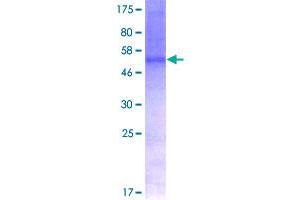 Image no. 1 for CD47 (CD47) (AA 1-323) protein (GST tag) (ABIN1348660)