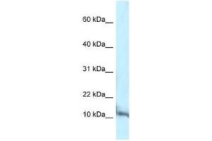 Western Blot showing Pcbd1 antibody used at a concentration of 1. (PCBD1 anticorps  (C-Term))