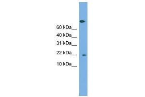PTGES3 antibody used at 0. (PTGES3 anticorps  (Middle Region))