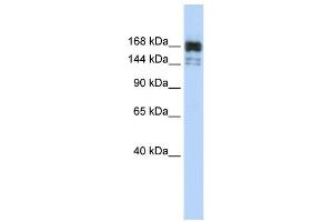 WB Suggested Anti-XRN1 Antibody Titration:  0. (XRN1 anticorps  (Middle Region))