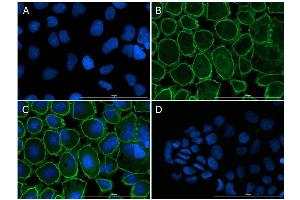 Immunofluorescence Microscopy of Rabbit anti-ZO-1 antibody. (TJP1 anticorps)