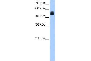 WB Suggested Anti-CRISPLD2 Antibody Titration:  0.